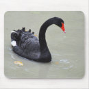 Suche nach schwarzer schwan mousepads Natur