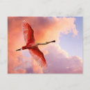 Recherche de cuillère cartes postales Oiseau