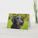 Recherche de laboratoire photographie Dog