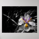 Suche nach gelbe blumen poster Pflanzen