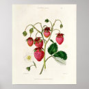Suche nach erdbeeren poster Frucht