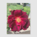 Recherche de velours rouge magnets Fleur