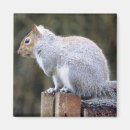 Suche nach squirrel magnete Grauhörnchen