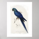 Recherche de ara d art Faune