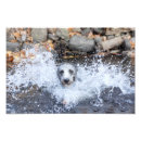Suche nach lurcher poster Whippet