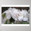 Recherche de fleurs blanches posters Pluie