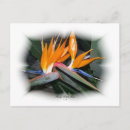 Recherche de gorgeous cartes postales Floral