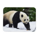 Suche nach großer panda karten China