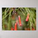 Suche nach heilige lucia poster Tropisch