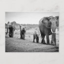 Suche nach tierfamilie postkarten Horizontal
