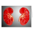 Suche nach niere postkarten Biologie