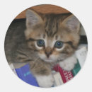 Recherche de rat de bibliothèque autocollants Mignon