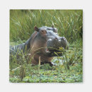 Suche nach kenia magnete Tier