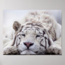 Recherche de chat tigre posters Rayures