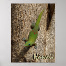 Suche nach gecko poster Niedlich