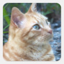 Recherche de gingembre autocollants Chat ginger