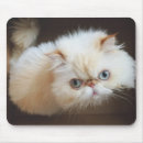 Suche nach kasten mousepads Katze
