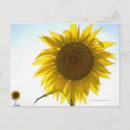 Recherche de abondance cartes postales Croissance