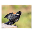 Recherche de oiseau chanteur posters Observation des oiseaux