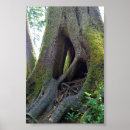 Recherche de arbre avec racines posters Forêt