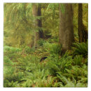 Recherche de forest carreaux Oregon