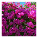 Suche nach stachelige blume poster Pflanze