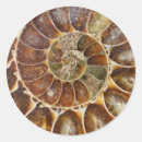 Recherche de fossil autocollants Ammonite