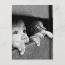 Recherche de yeux cartes postales Chat