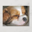 Recherche de cavalier cartes postales Mignon