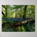 Suche nach forrest poster Wälder