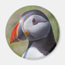 Suche nach papageientaucher magnete Tier