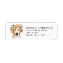 Suche nach hübscher labrador Retriefe
