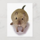 Suche nach gerbil postkarten Niedlich
