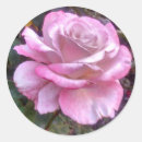Suche nach single rose aufkleber Liebe