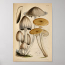 Suche nach 1863 poster Botanisch
