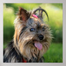 Recherche de drôles de chien posters Animaux