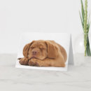 Suche nach französischer mastiff karten Dogue de bordeaux