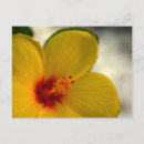 Suche nach gelber hibiskus postkarten Blume