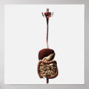 Recherche de oesophage posters Foie