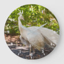 Recherche de paon indien art Oiseau