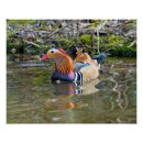 Recherche de mandarine posters Oiseau