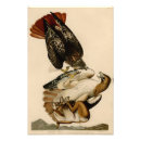 Suche nach beute kunst Vögel