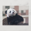 Suche nach baby panda postkarten Schwarz weiß