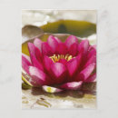 Recherche de la sur eau cartes postales Rose