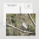 Suche nach spottdrossel postkarten Vögel