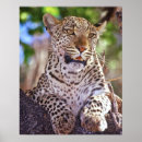 Suche nach pardus poster Weiblich