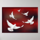 Recherche de paix colombe posters Oiseaux