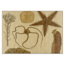 Recherche de méduses planches à découper Algues