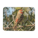 Suche nach finken magnete Rot