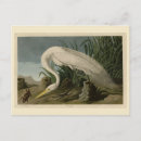 Recherche de héron blanc cartes postales Oiseau